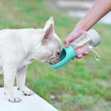 בקבוק מים ומזון לכלבים